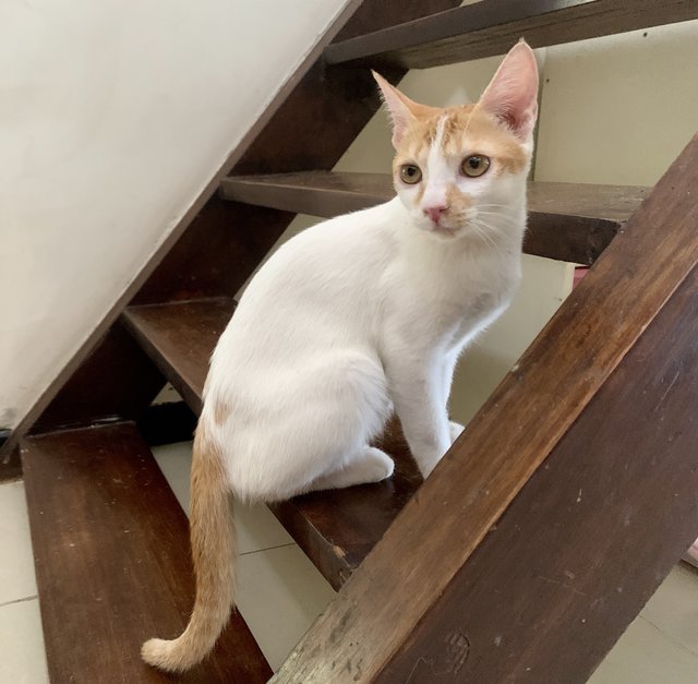 Apple &amp; Belimbi - Domestic Short Hair Cat