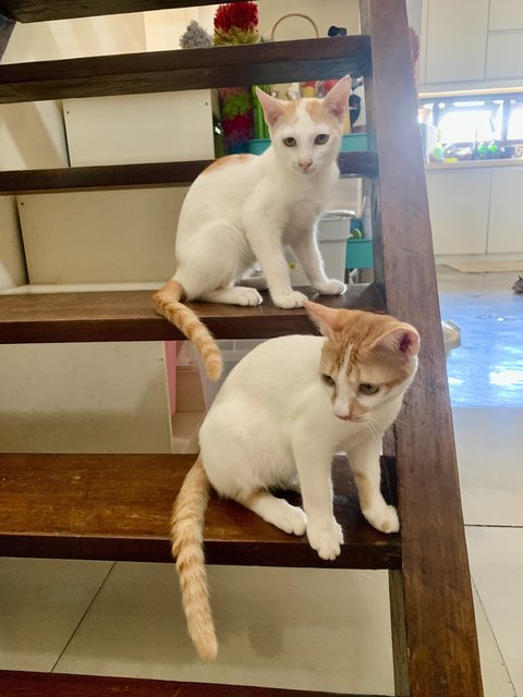 Apple &amp; Belimbi - Domestic Short Hair Cat