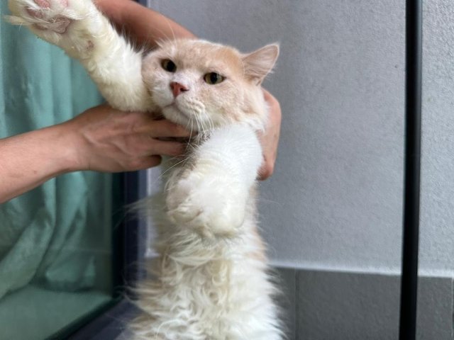 Finley - Maine Coon + Persian Cat