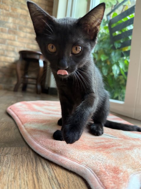 Bling - Domestic Short Hair Cat