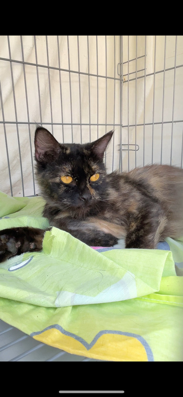 Riki Girl - Domestic Long Hair + Tortoiseshell Cat