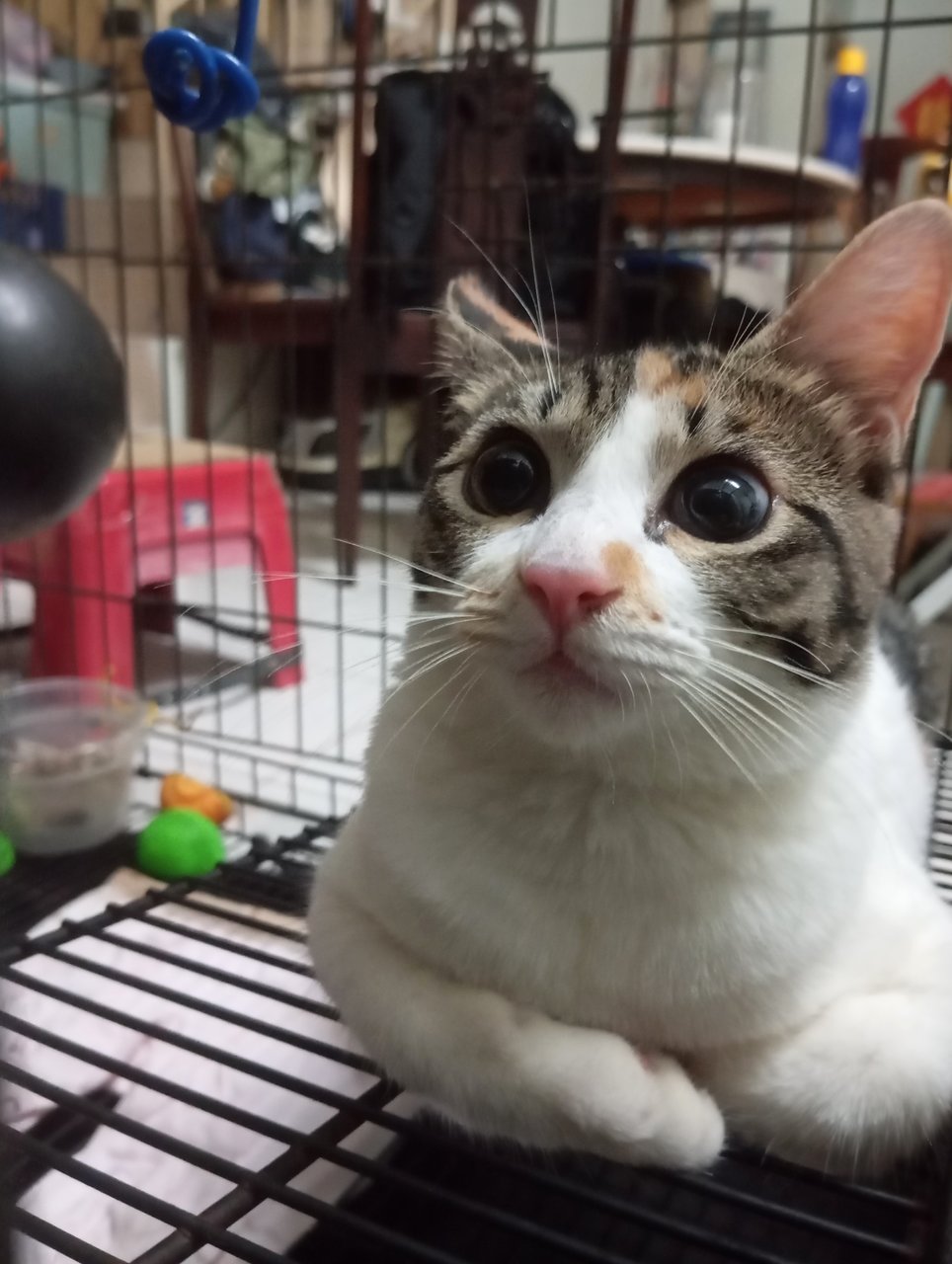 Mimi - Calico Cat