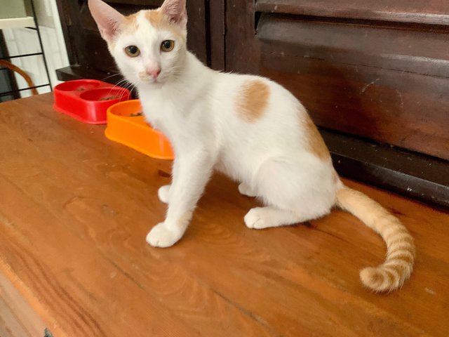 Belimbi - Domestic Short Hair Cat