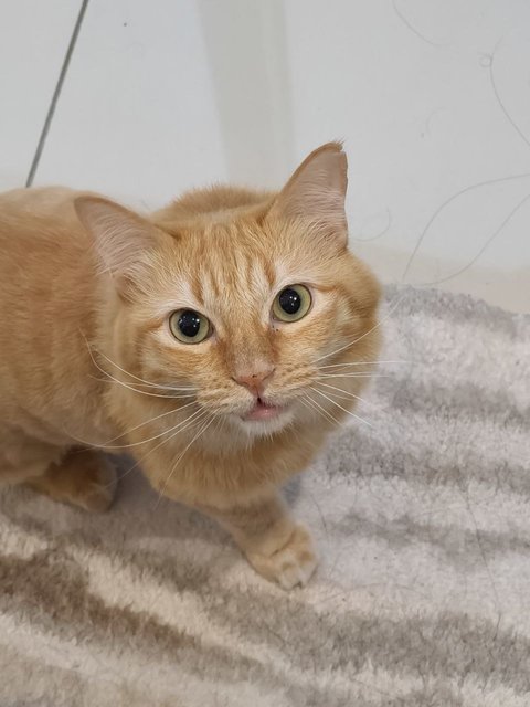 Sora - Domestic Medium Hair Cat