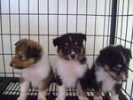 Shetland Sheepdog Puppies Champ - Shetland Sheepdog Sheltie Dog