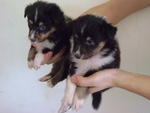 Shetland Sheepdog Puppies Champ - Shetland Sheepdog Sheltie Dog