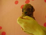 Toy Poodle Homebred Puppies - Poodle Dog