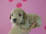 Toy Poodle Homebred Puppies - Poodle Dog