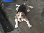 Beagle  - Beagle Dog