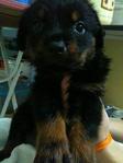 2007champ Fluffy Rottweiler - Rottweiler Dog