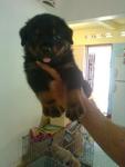 2007champ Fluffy Rottweiler - Rottweiler Dog