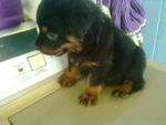 2007champ Fluffy Rottweiler - Rottweiler Dog