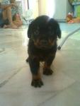 2007champ Fluffy Rottweiler - Rottweiler Dog