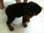 2007champ Fluffy Rottweiler - Rottweiler Dog