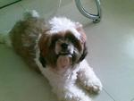 Zoey Lost In Putra Avenue, Subang  - Shih Tzu Dog