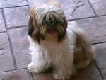 Zoey Lost In Putra Avenue, Subang  - Shih Tzu Dog