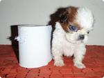 Mini Shih Tzu For Sale!!!!! - Shih Tzu Dog