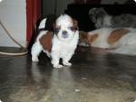 Mini Shih Tzu For Sale!!!!! - Shih Tzu Dog