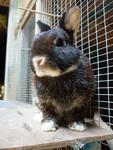 Otter - Dwarf Rabbit