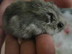 Winter White Hamsters - Short Dwarf Hamster Hamster