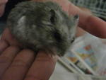 Winter White Hamsters - Short Dwarf Hamster Hamster