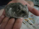 Winter White Hamsters - Short Dwarf Hamster Hamster