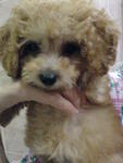 Lady - Toy Poodle - Poodle Dog