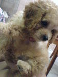 Lady - Toy Poodle - Poodle Dog