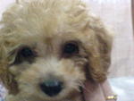 Lady - Toy Poodle - Poodle Dog