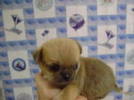 Cute Pekingese Mixed Puppies - Pekingese Dog