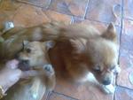 Coco And Poco - Pomeranian Dog