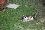 Tibby - Calico Cat