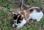 Tibby - Calico Cat