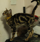 Sharuk - Bengal Cat