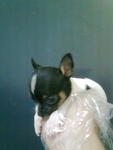 Cute Pure Chihuahua Shortcoat Cert - Chihuahua Dog