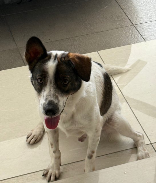 Latte - Mixed Breed Dog