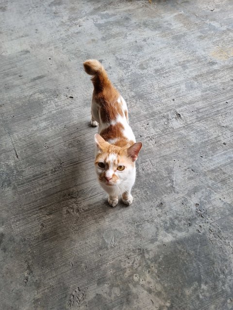Ovin - Domestic Short Hair Cat