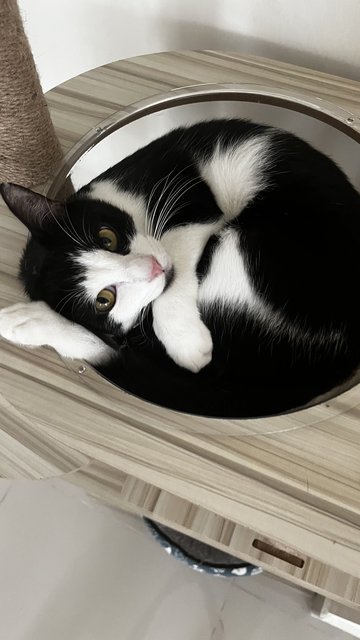 Rico &amp; Truffles - Domestic Short Hair Cat