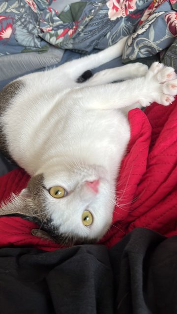 Rico &amp; Truffles - Domestic Short Hair Cat
