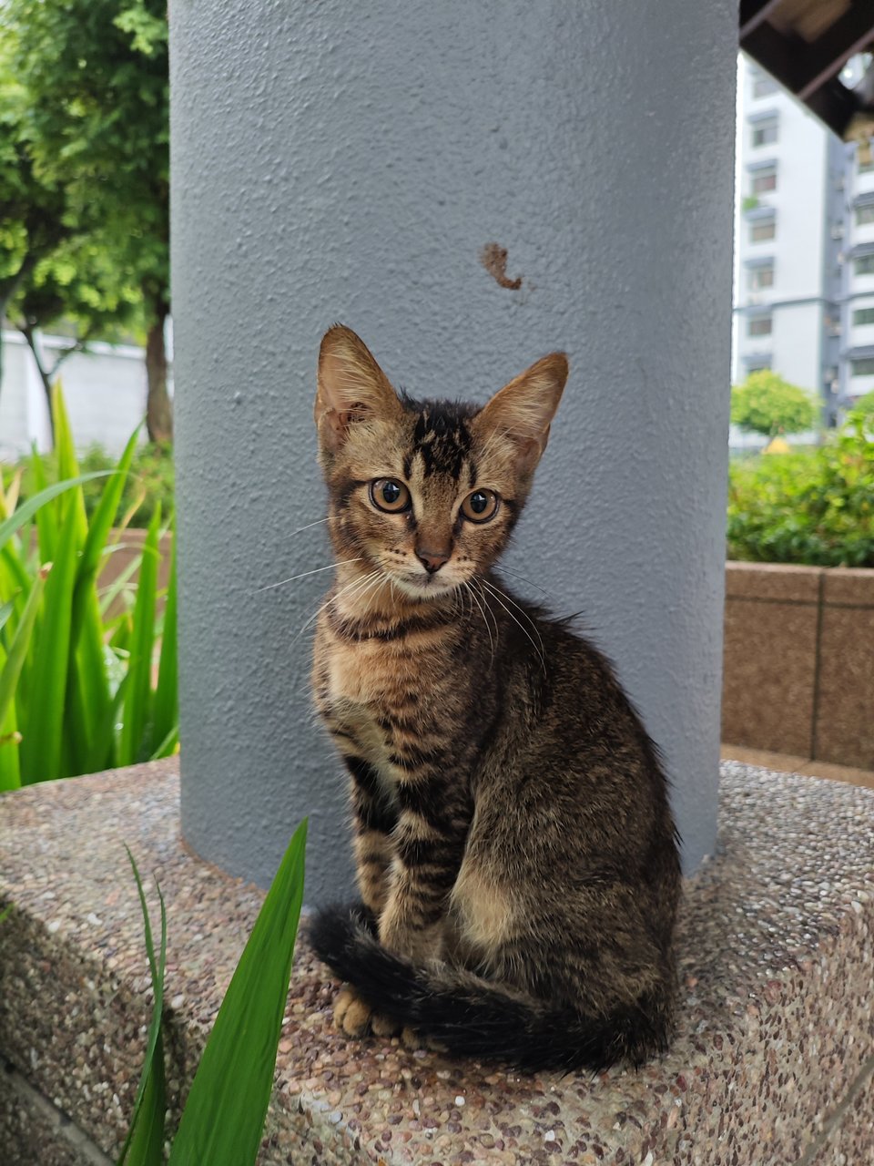 Tommy - Domestic Short Hair Cat