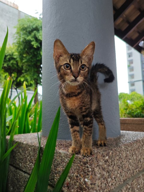 Tommy - Domestic Short Hair Cat