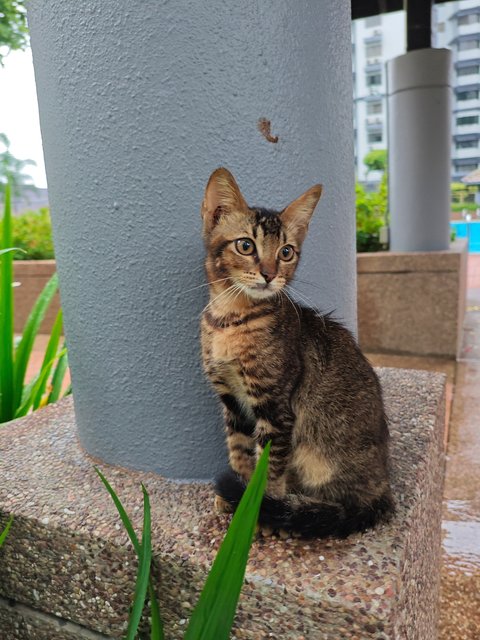Tommy - Domestic Short Hair Cat