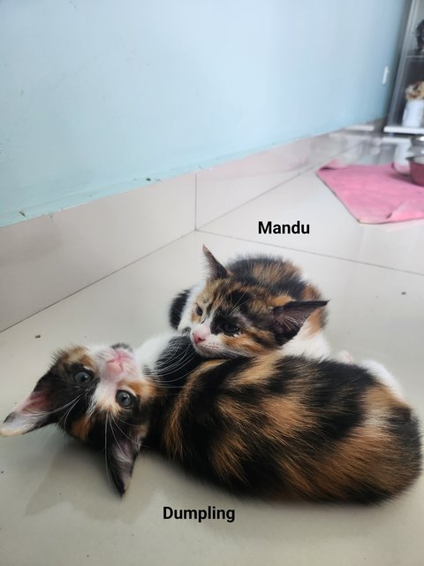 Dumpling &amp; Mandu - Domestic Short Hair Cat