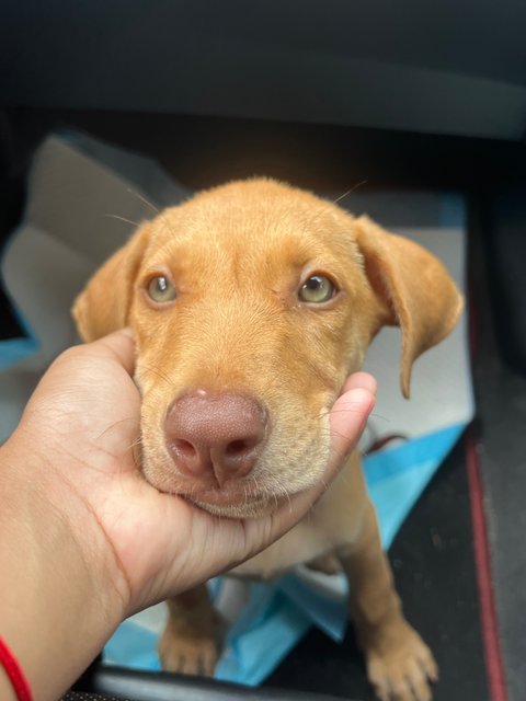 Pongo/dingo - Labrador Retriever Mix Dog
