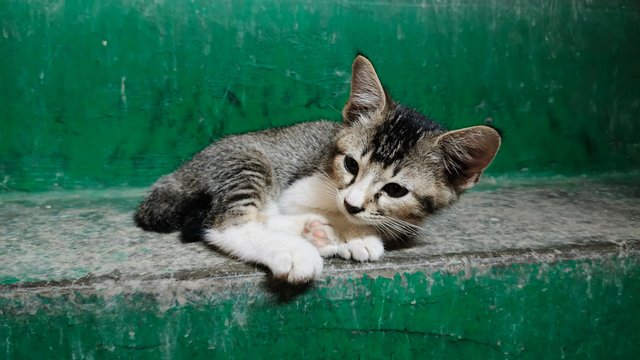 Lala - Domestic Short Hair Cat