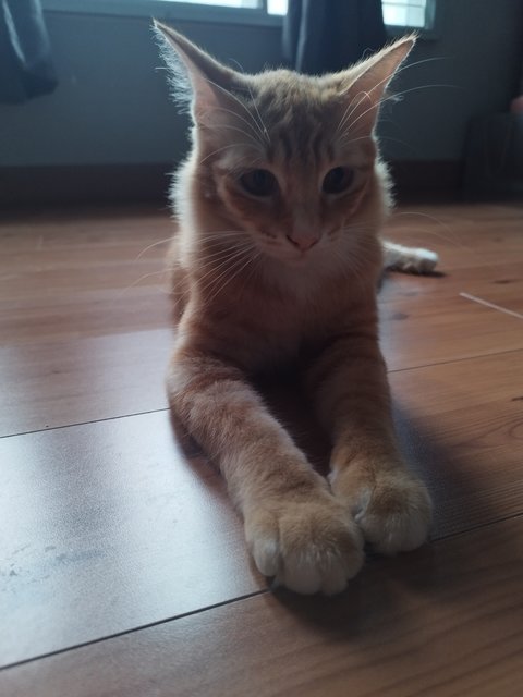 Simba - Domestic Medium Hair Cat