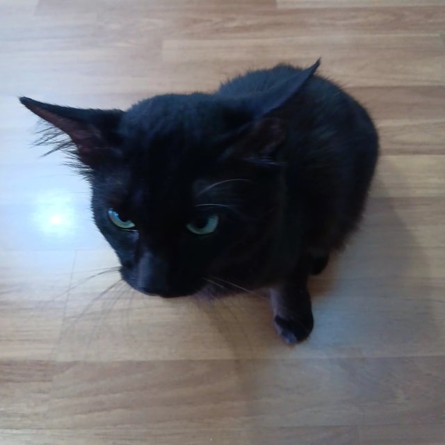 Oh Yesh &amp; Lala - Domestic Short Hair Cat