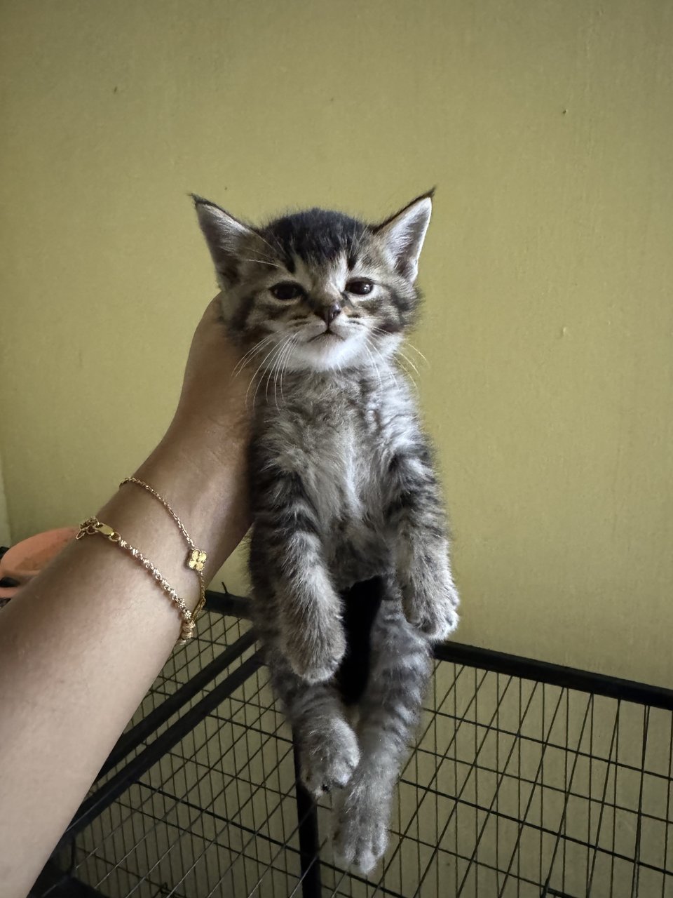 No Specific Names Yet - British Shorthair + Domestic Short Hair Cat