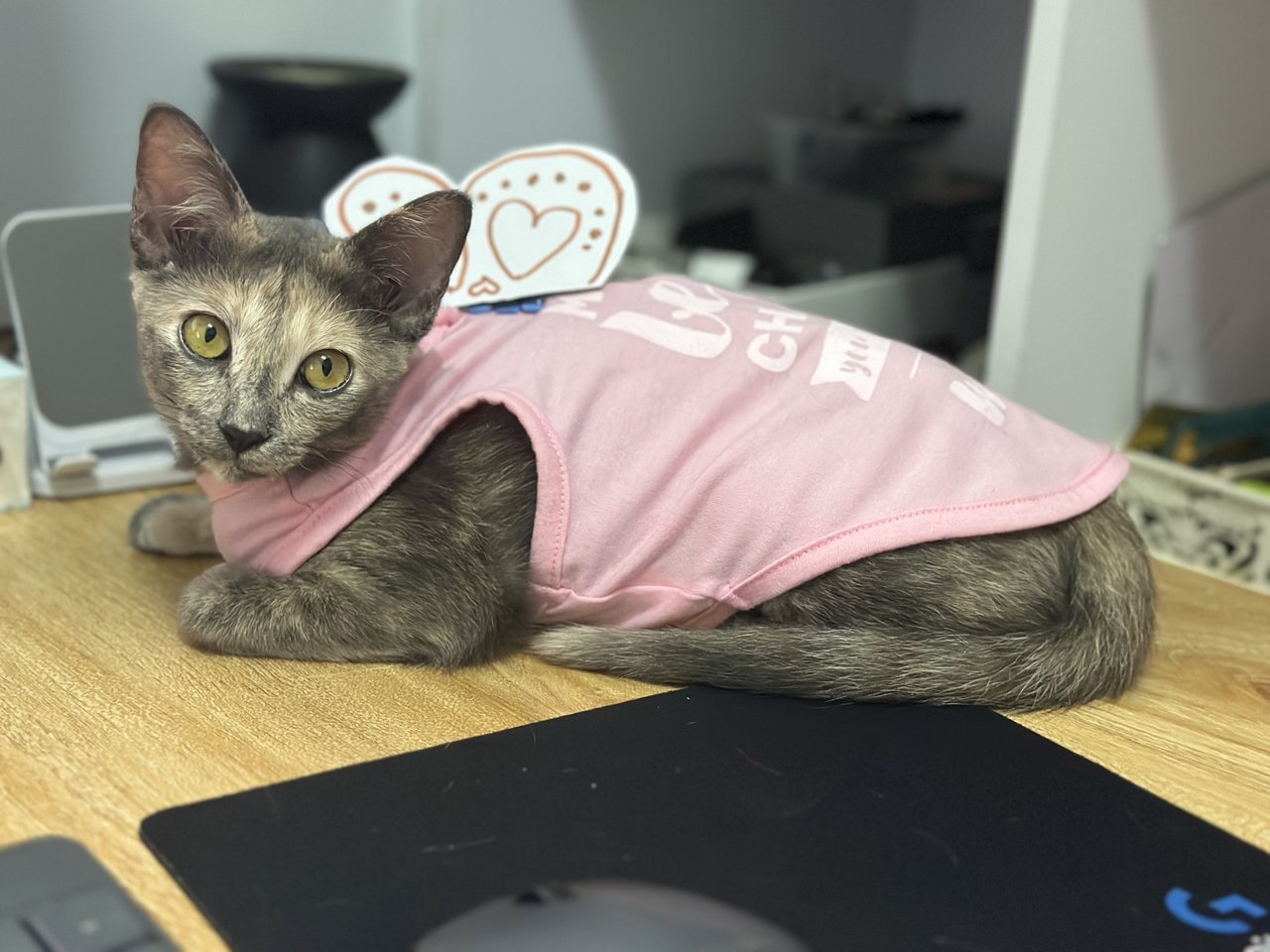 Maisey Kitten - Domestic Short Hair Cat