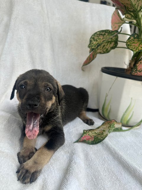 Puppies  - Mixed Breed Dog